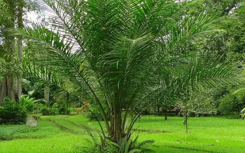HAGL Agrico xử lý số nợ 4.228 tỷ đồng, nhận 32.500 ha đất