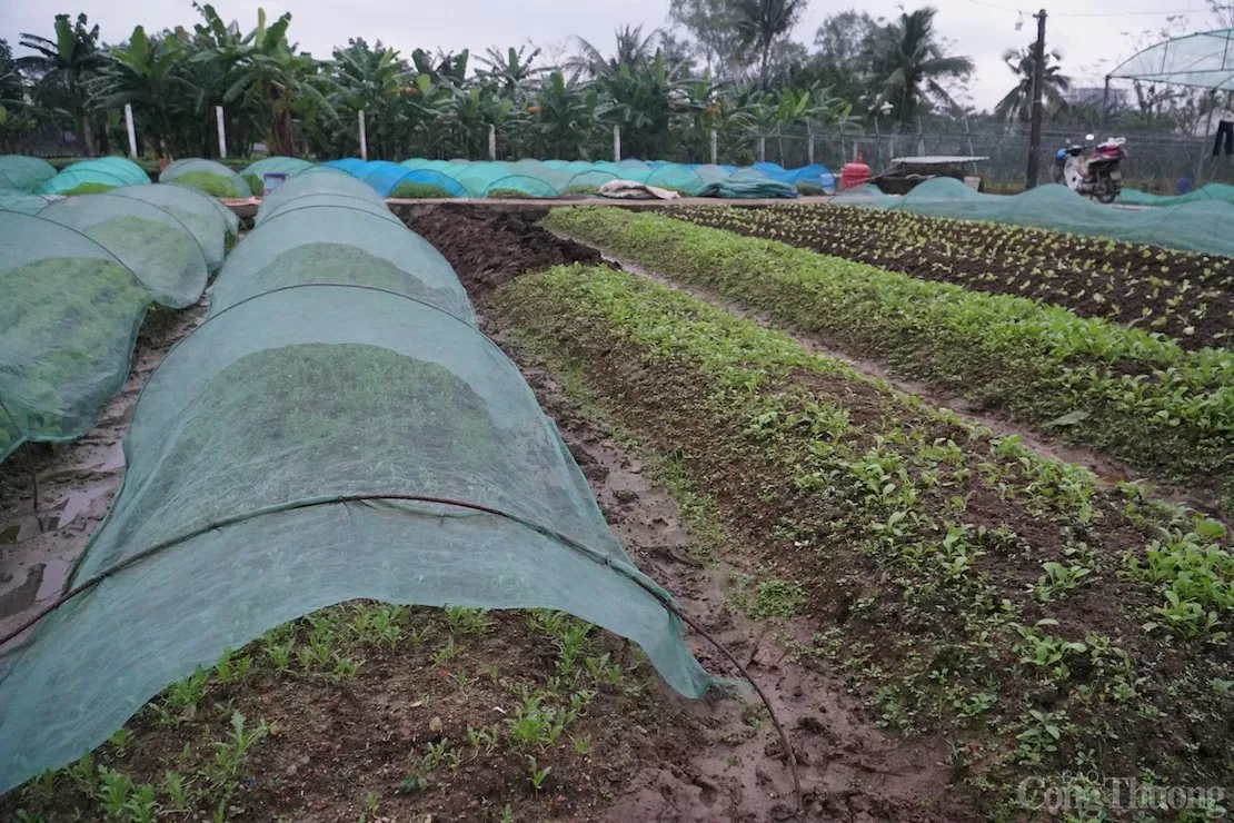 da nang mua lanh keo dai gia rau xanh tang manh