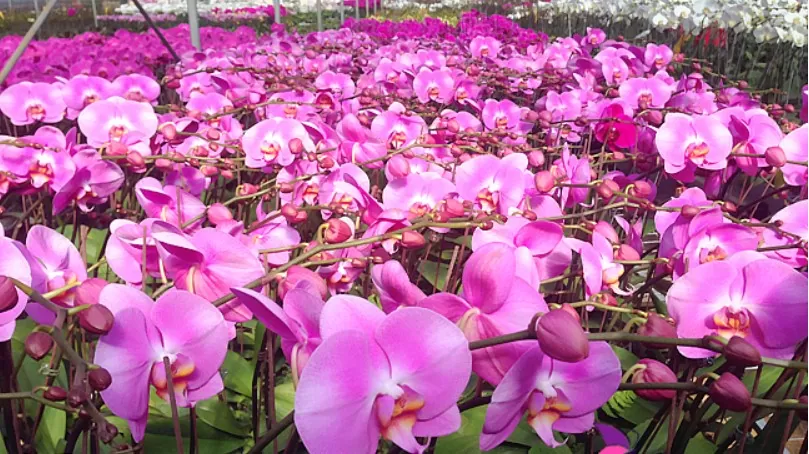 Nhiều nhà vườn tại Đà Lạt đang gặp khó khăn về nhập khẩu giống Hoa Lan Hồ Điệp. Ảnh minh họa