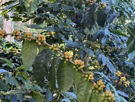gia ca phe robusta tang do nguon cung that chat