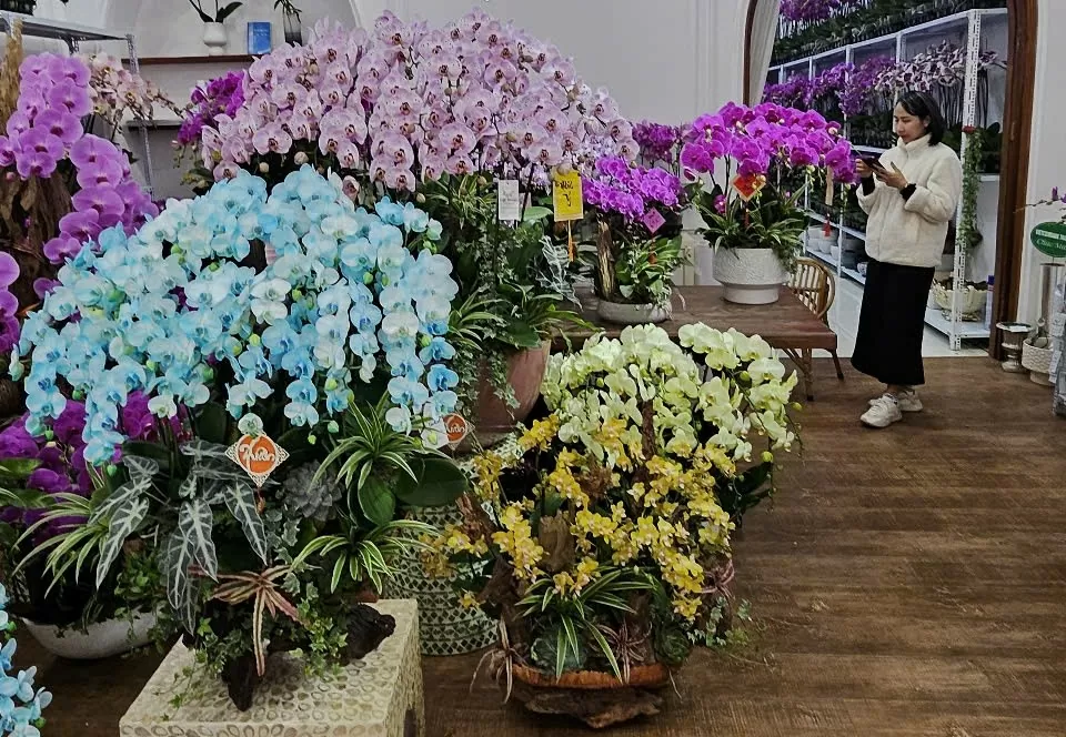 Nhiều tuyến đường ở TP. Thanh Hóa đã bán cây cảnh Tết