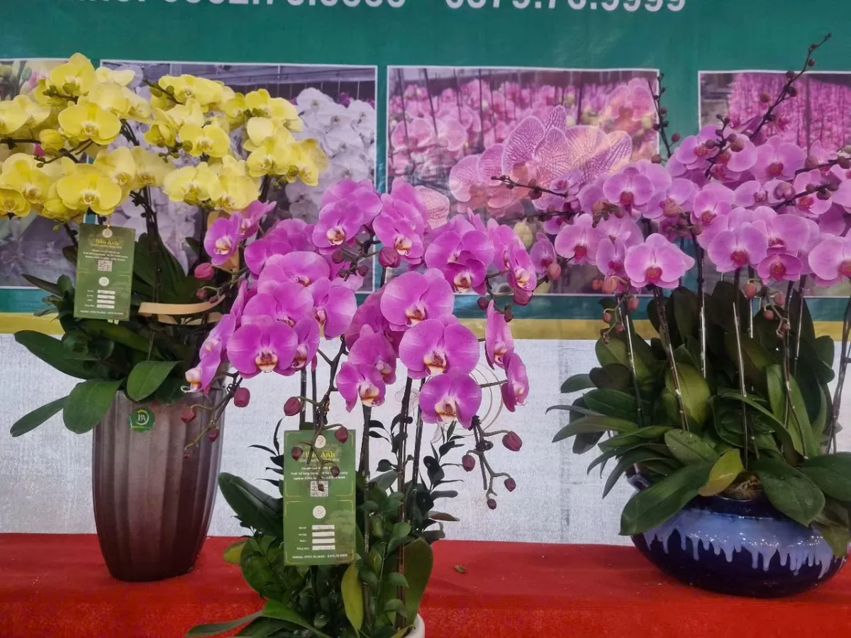 Lan Đà Lạt khoe sắc nơi đất ‘vàng’ bỏ hoang Hà Nội