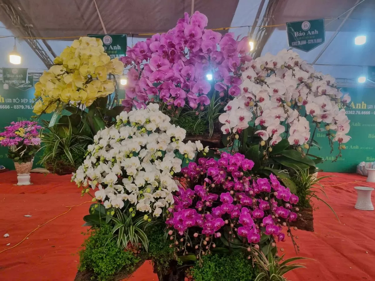 Lan Đà Lạt khoe sắc nơi đất ‘vàng’ bỏ hoang Hà Nội