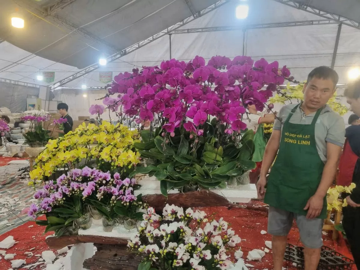 Lan Đà Lạt khoe sắc nơi đất ‘vàng’ bỏ hoang Hà Nội