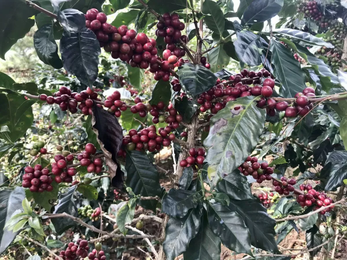 cà phê tại các vườn trồng xã Xuân Trường, TP Đà Lạt, tỉnh Lâm Đồng