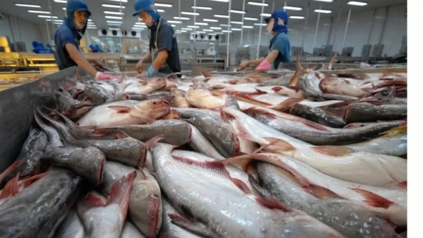 sự vắng bóng của các thương hiệu cá tra nội địa mạnh khiến người tiêu dùng thiếu niềm tin và sự gắn bó. 