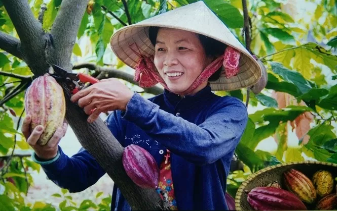 Giá ca cao đang tăng chóng mặt, đạt mức kỷ lục trong nhiều năm qua, mang lại niềm vui cho nông dân