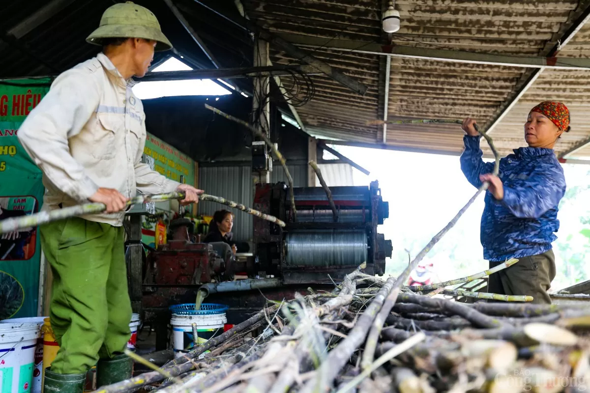 Sau khi thu hoạch mía, người dân làm sạch vỏ và cho vào máy ép lấy nước.