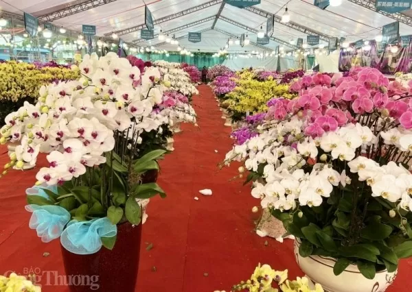 Đa dạng thị trường hoa, cây cảnh Tết 2025, giá tăng nhẹ