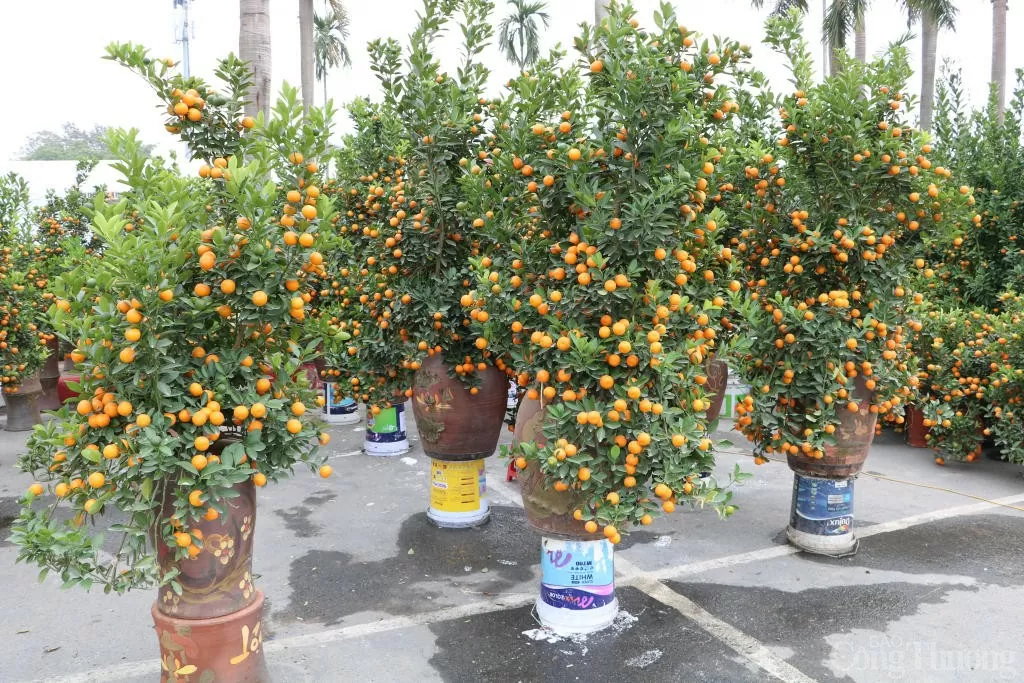 Bưởi, quất cảnh 'xuống phố' phục vụ Tết Nguyên đán 2025