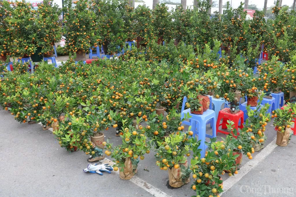 Bưởi, quất cảnh 'xuống phố' phục vụ Tết Nguyên đán 2025