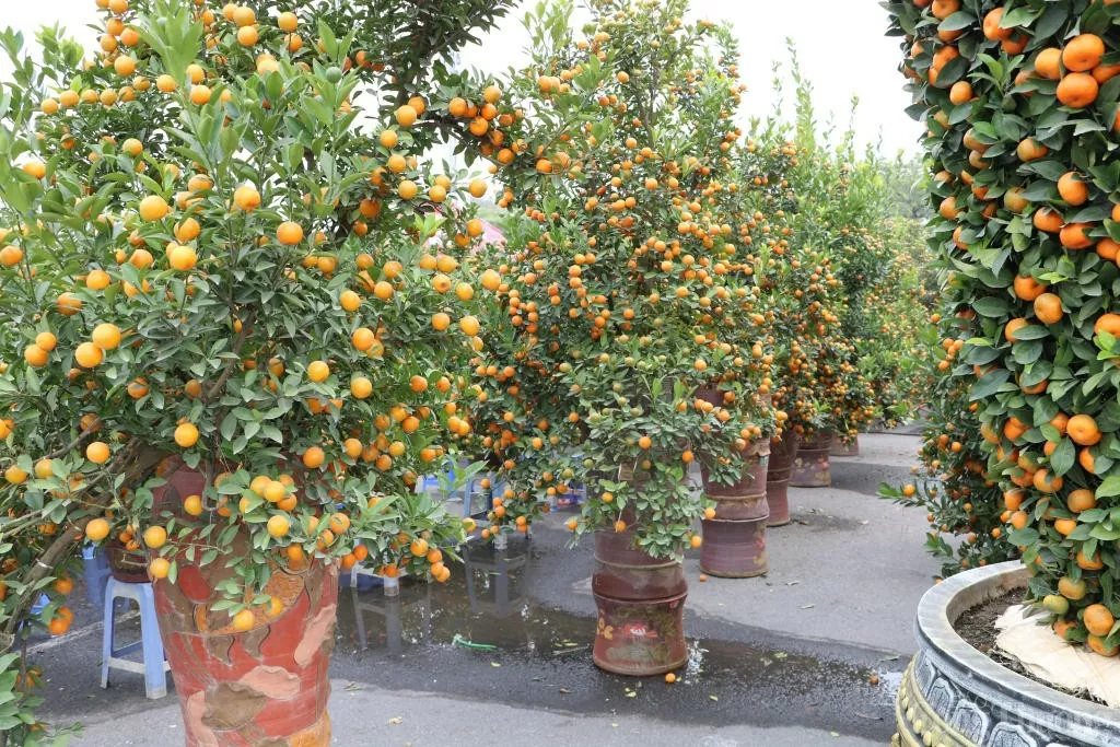 Bưởi, quất cảnh 'xuống phố' phục vụ Tết Nguyên đán 2025
