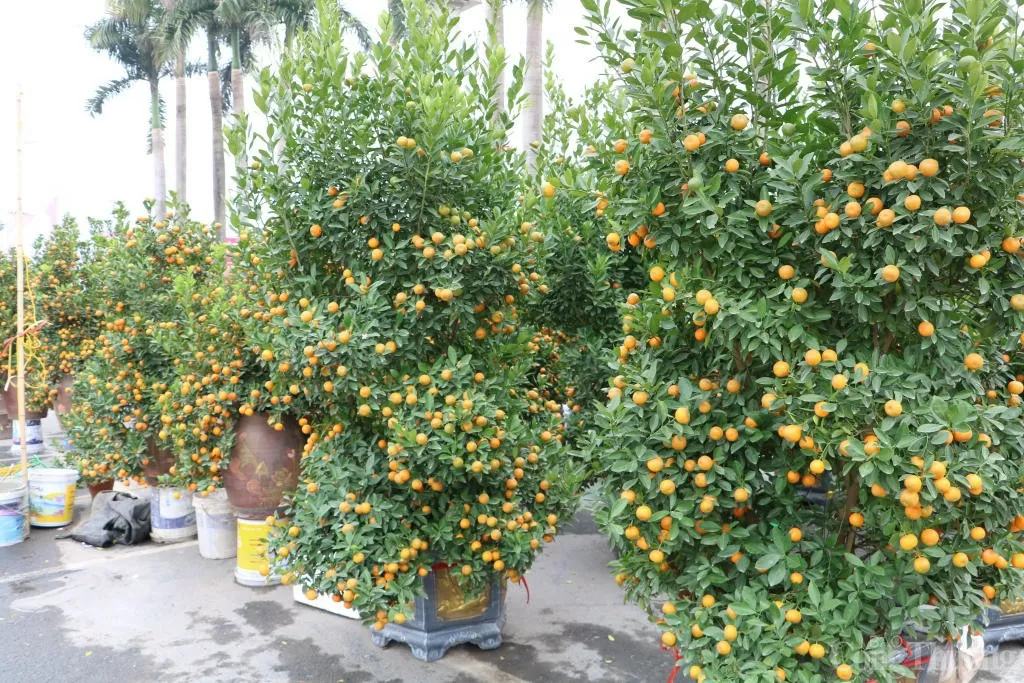 Bưởi, quất cảnh 'xuống phố' phục vụ Tết Nguyên đán 2025