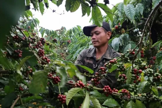 Xuất khẩu cà phê sẽ tiếp tục tăng trưởng trong năm 2025?