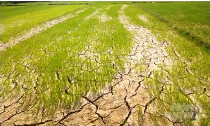 Quy định về chính sách hỗ trợ sản xuất nông nghiệp