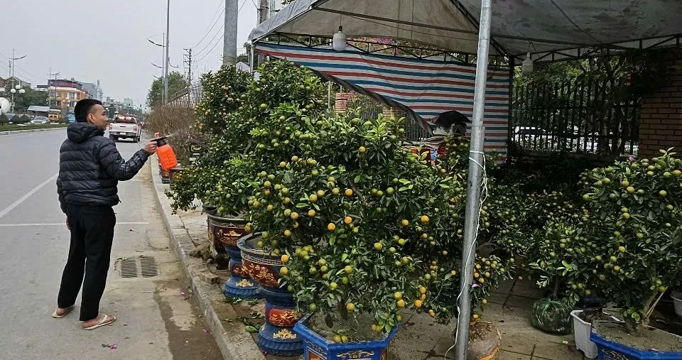 Sắc xuân tràn ngập các tuyến đường ở TP. Thanh Hóa