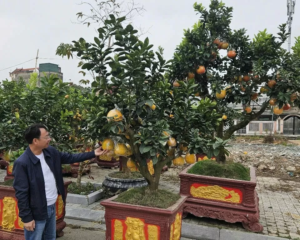 Sắc xuân tràn ngập các tuyến đường ở TP. Thanh Hóa