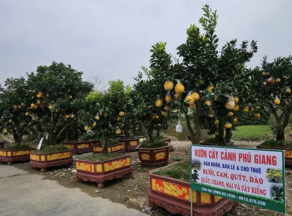 Sắc xuân tràn ngập các tuyến đường ở TP. Thanh Hóa