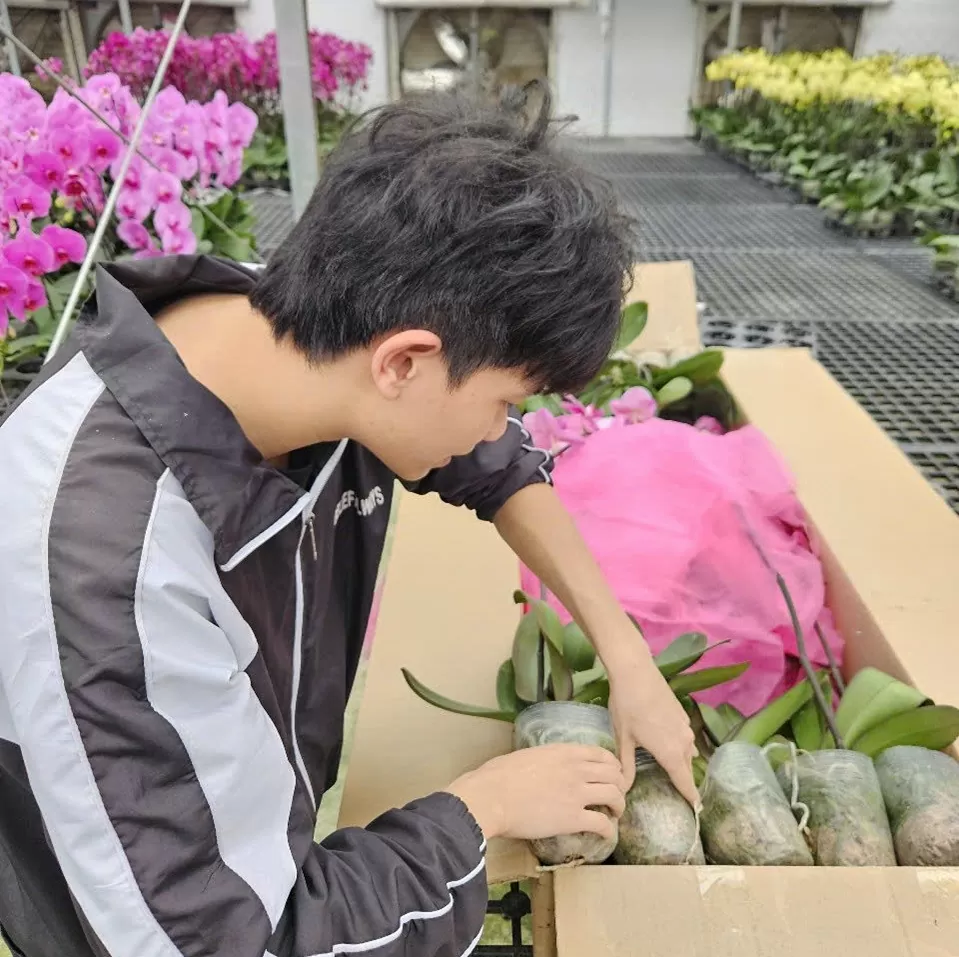 Sắc xuân tràn ngập các tuyến đường ở TP. Thanh Hóa
