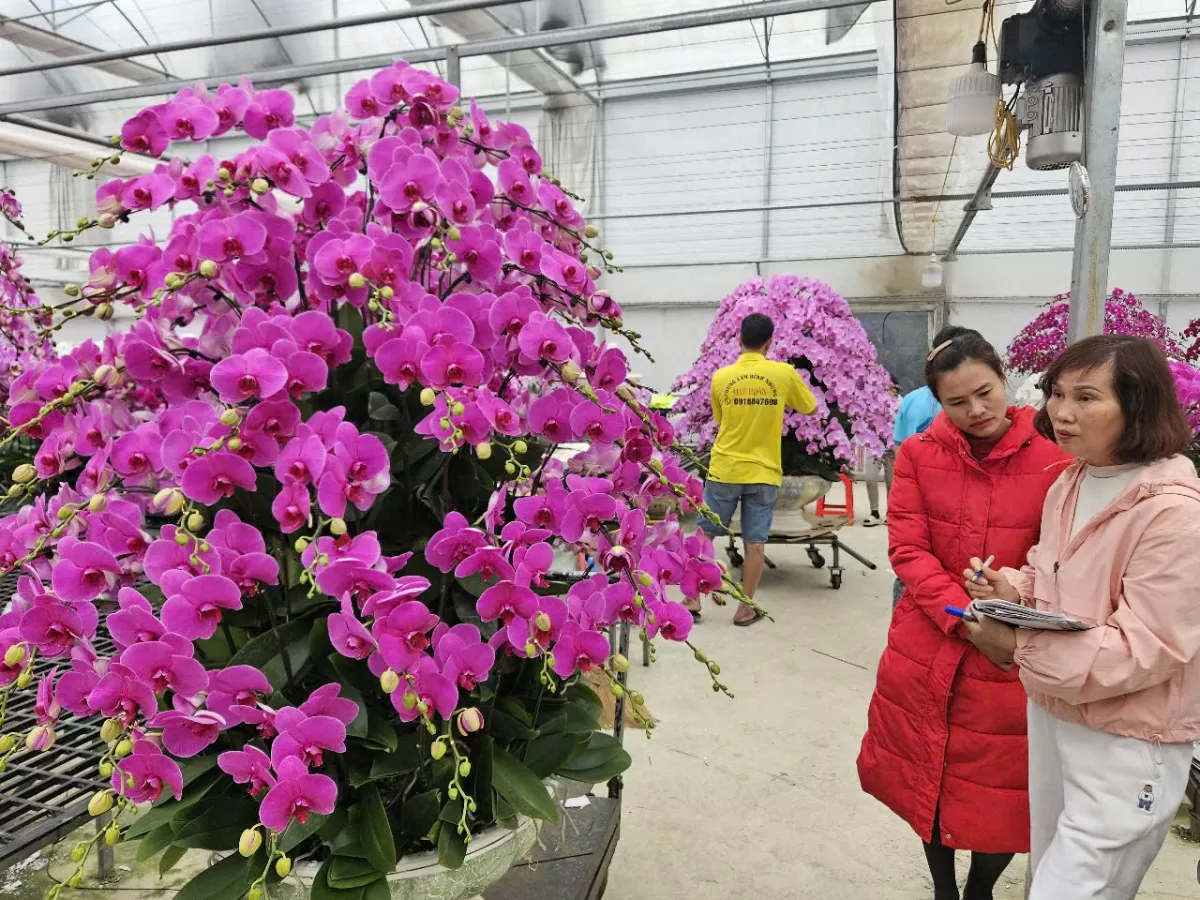 Sắc xuân tràn ngập các tuyến đường ở TP. Thanh Hóa