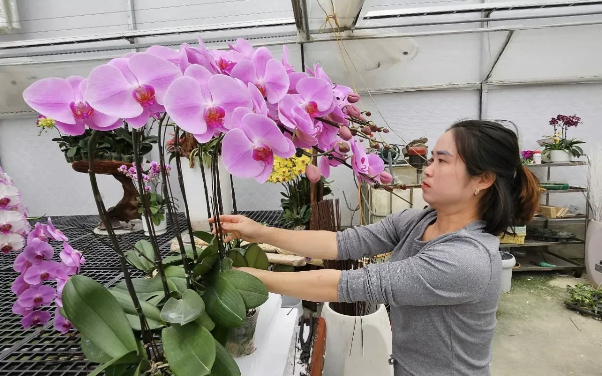 Sắc xuân tràn ngập các tuyến đường ở TP. Thanh Hóa
