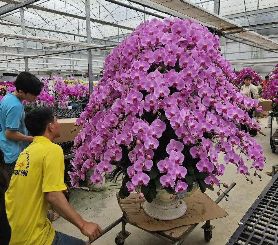 Sắc xuân tràn ngập các tuyến đường ở TP. Thanh Hóa