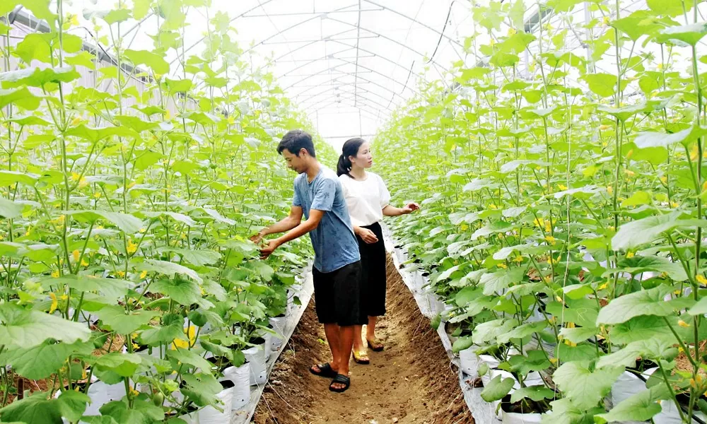 Bắc Giang: Chuyển tư duy sản xuất nông nghiệp sang kinh tế nông nghiệp