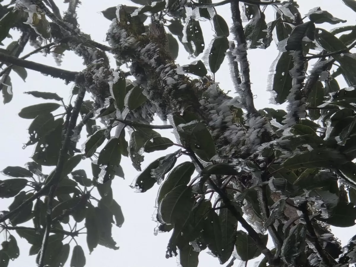 Xuất hiện băng tuyết tại đỉnh đèo La Pán Tẩn, Tà Xùa Xuất hiện băng tuyết tại đỉnh đèo La Pán Tẩn, Tà Xùa