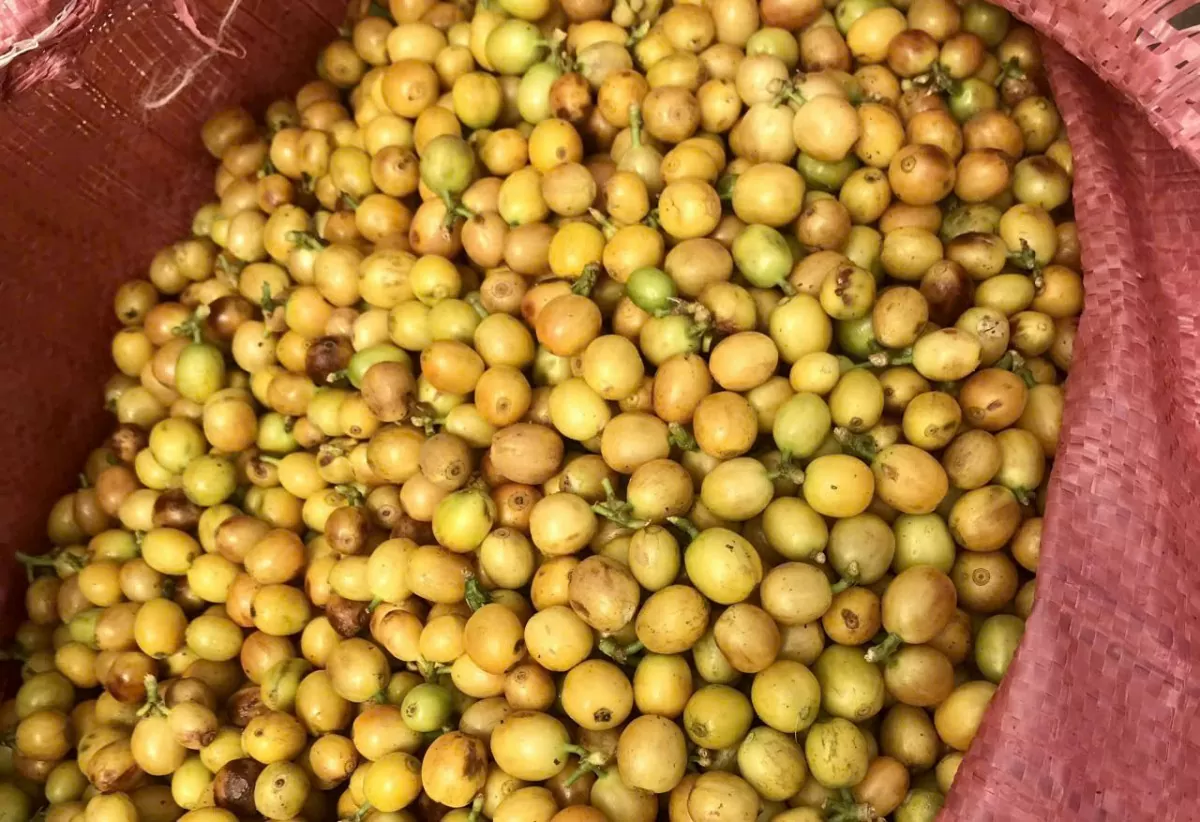 cà phê tại các vườn trồng xã Xuân Trường, TP Đà Lạt, tỉnh Lâm Đồn