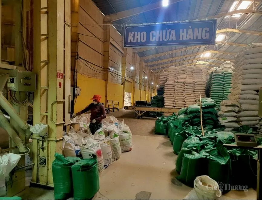 Giá lúa gạo giảm sâu, nông dân Miền Tây lao đao
