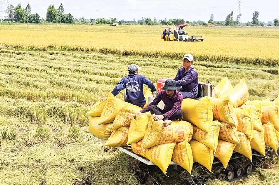 Giá lúa gạo giảm sâu, nông dân Miền Tây lao đao