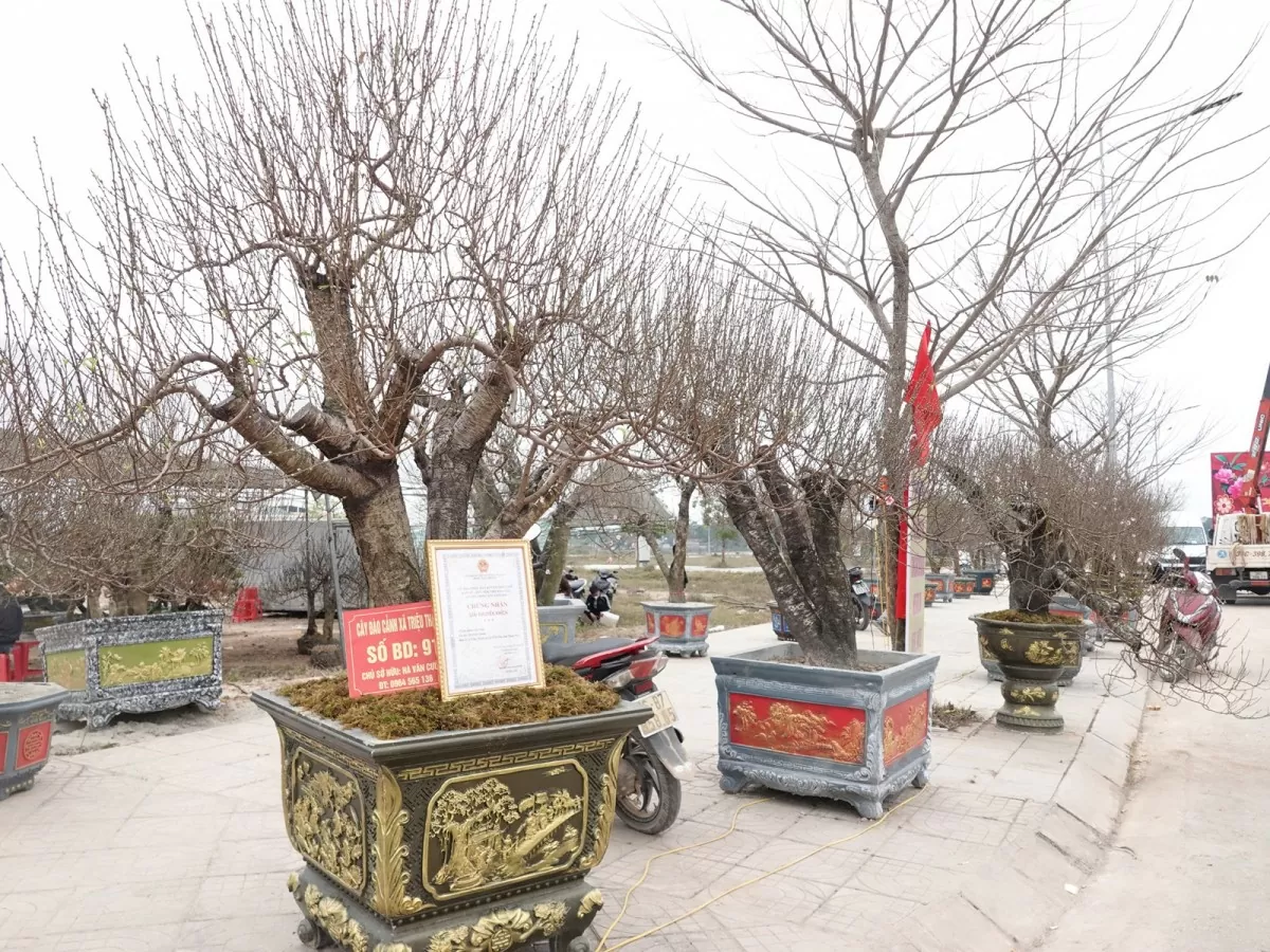 Ngắm đào