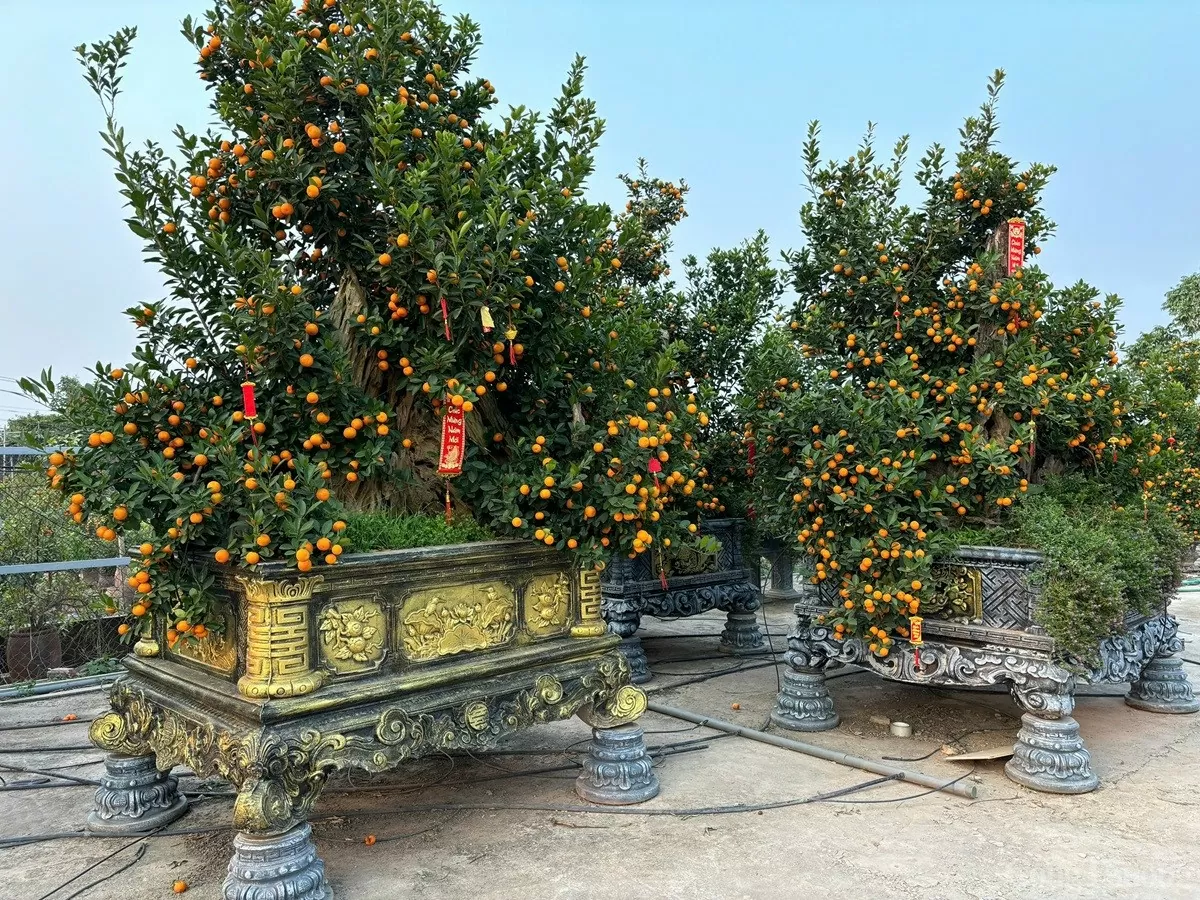 Quất cảnh 'khủng' xuống phố, giá trăm triệu vẫn 'cháy hàng'