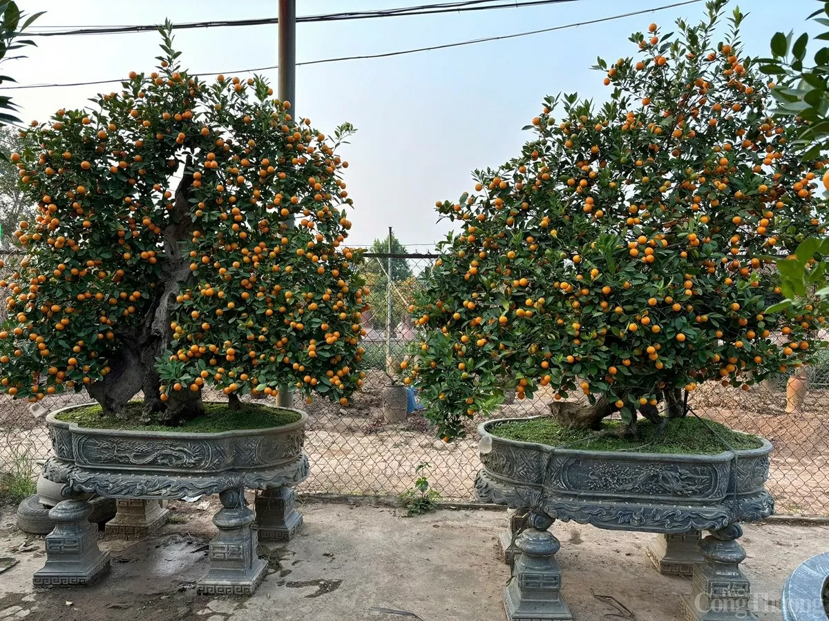 Quất cảnh 'khủng' xuống phố, giá trăm triệu vẫn 'cháy hàng'