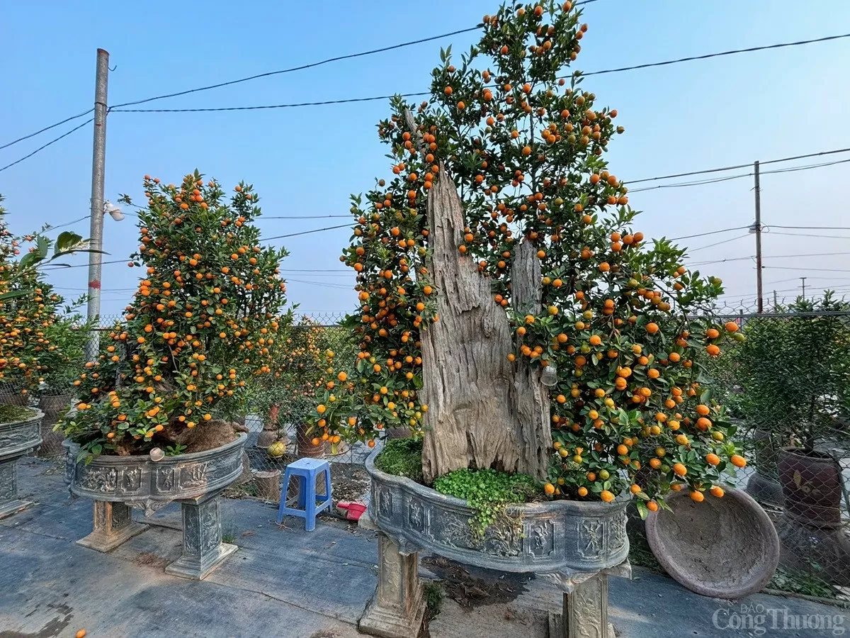 Quất cảnh 'khủng' xuống phố, giá trăm triệu vẫn 'cháy hàng'