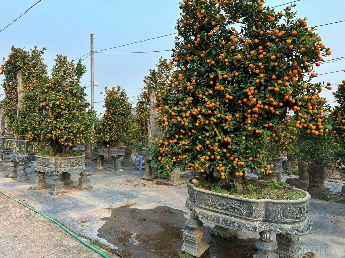 Quất cảnh 'khủng' xuống phố, giá trăm triệu vẫn 'cháy hàng'