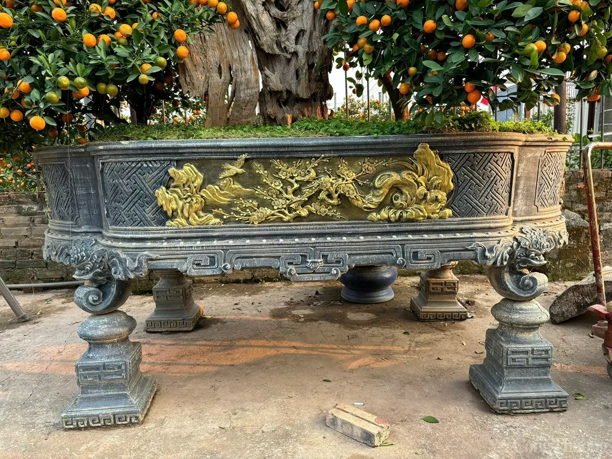 Quất cảnh 'khủng' xuống phố, giá trăm triệu vẫn 'cháy hàng'