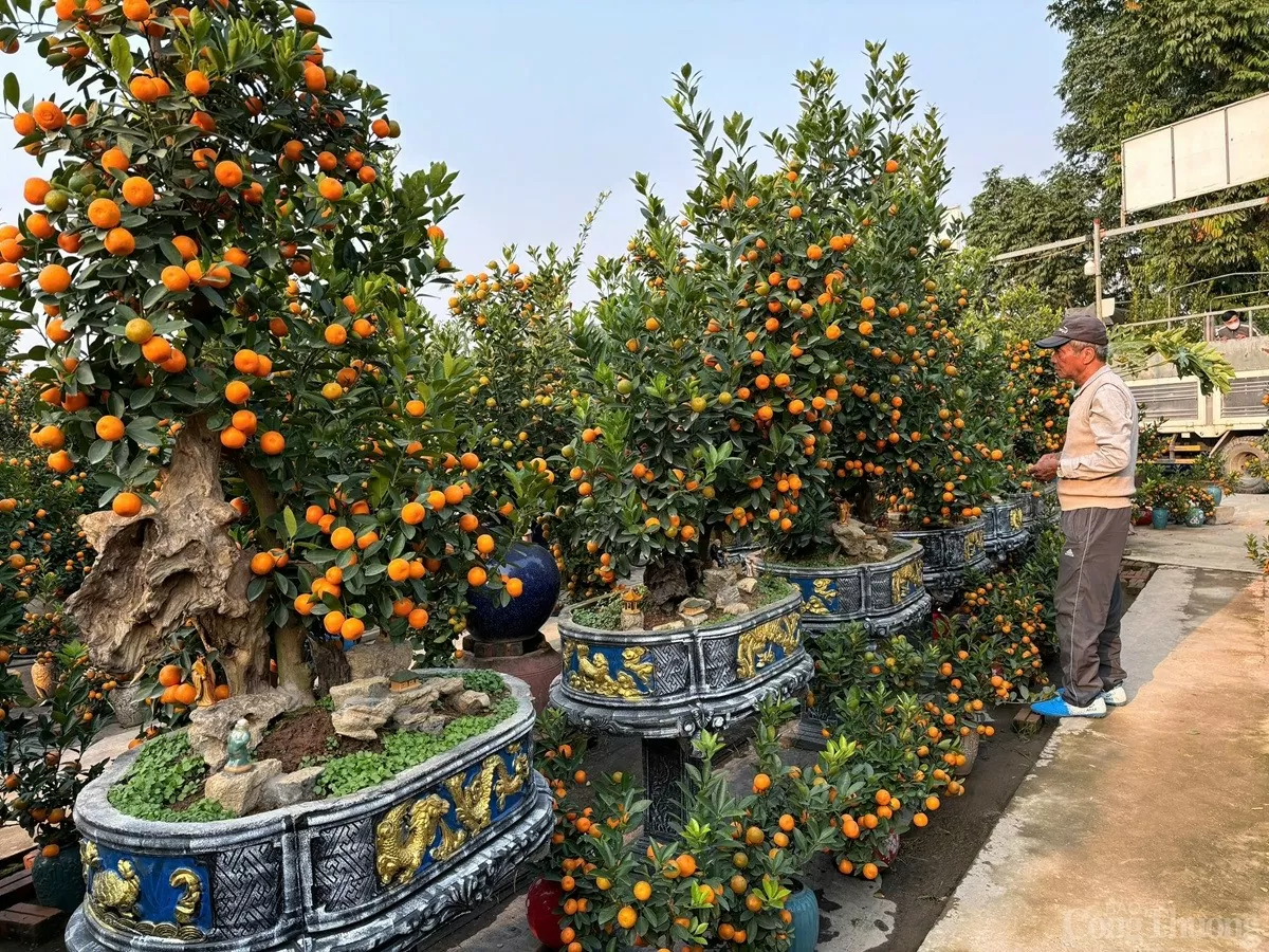 Quất cảnh 'khủng' xuống phố, giá trăm triệu vẫn 'cháy hàng'