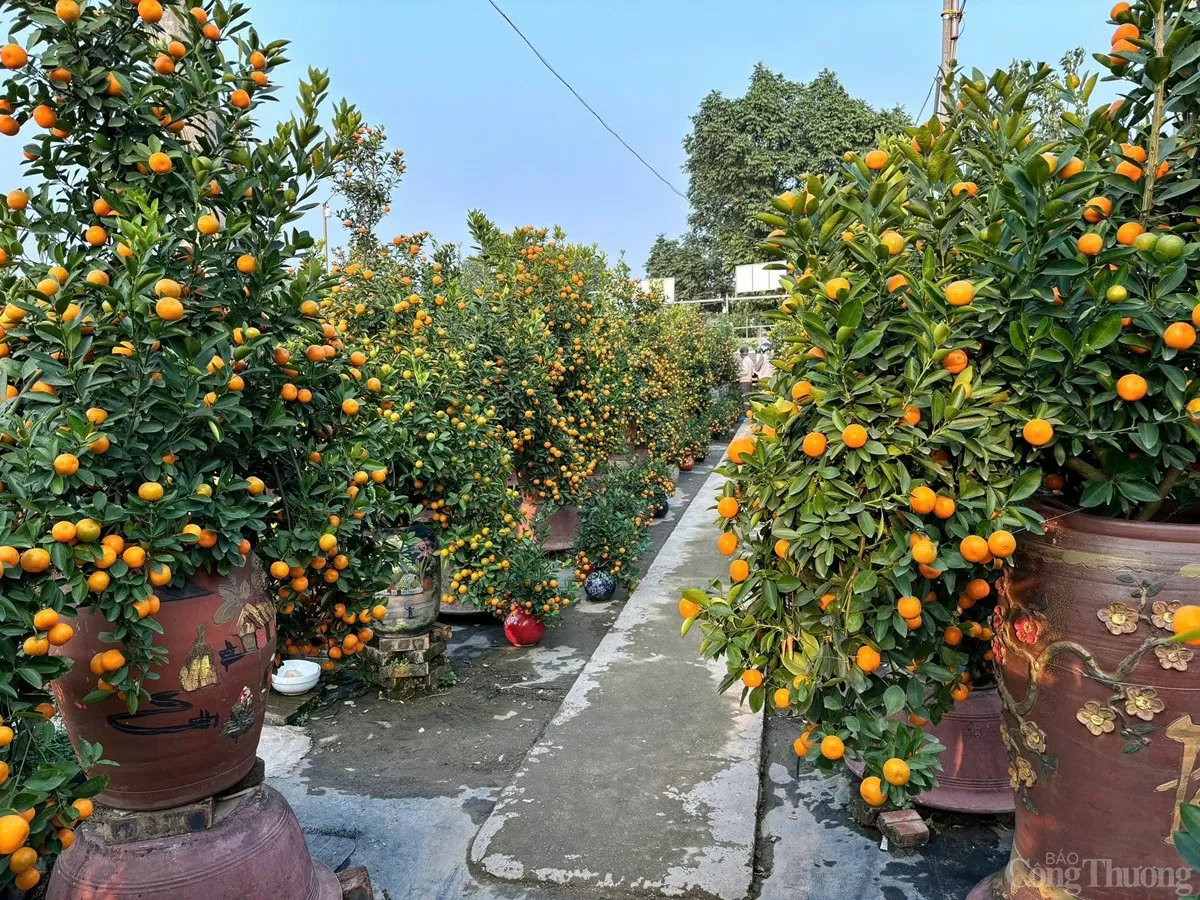 Quất cảnh 'khủng' xuống phố, giá trăm triệu vẫn 'cháy hàng'