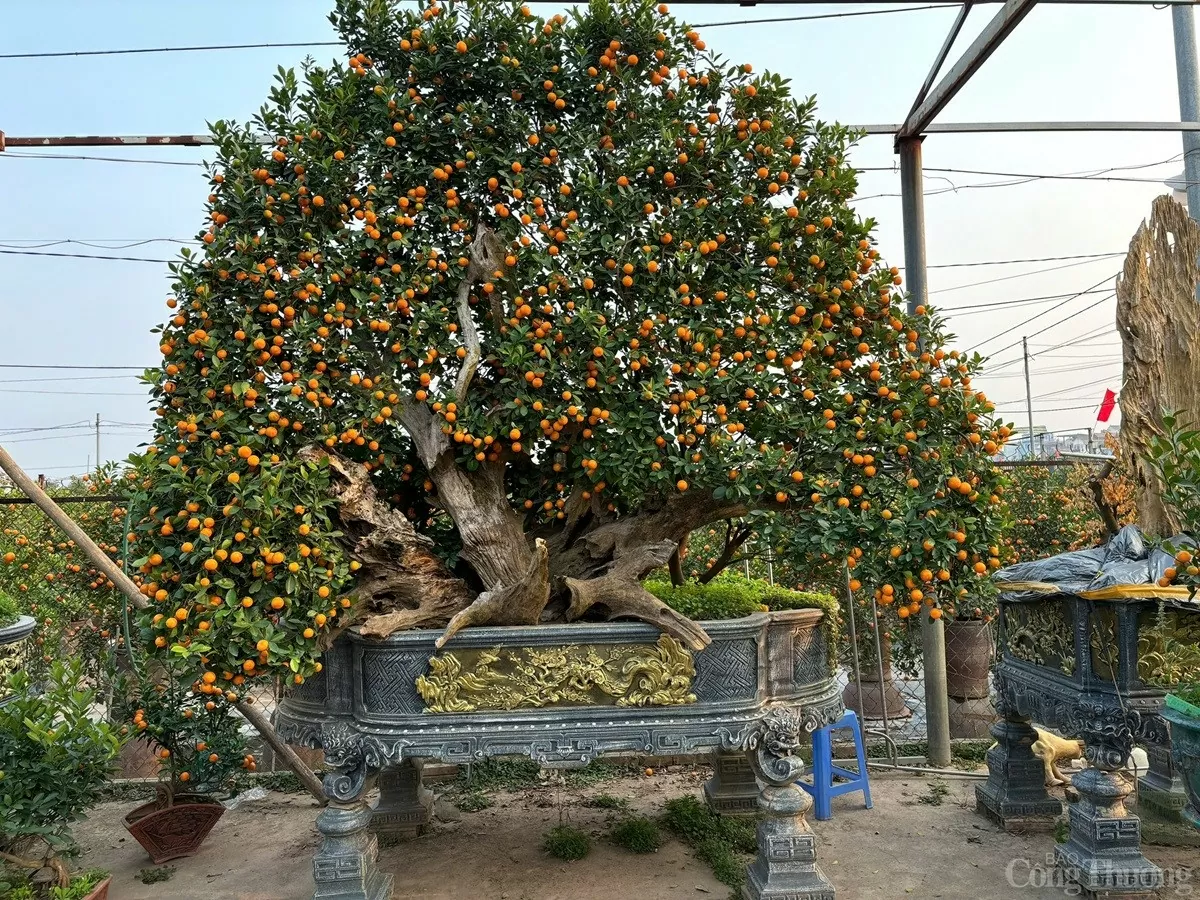 Quất cảnh 'khủng' xuống phố, giá trăm triệu vẫn 'cháy hàng'