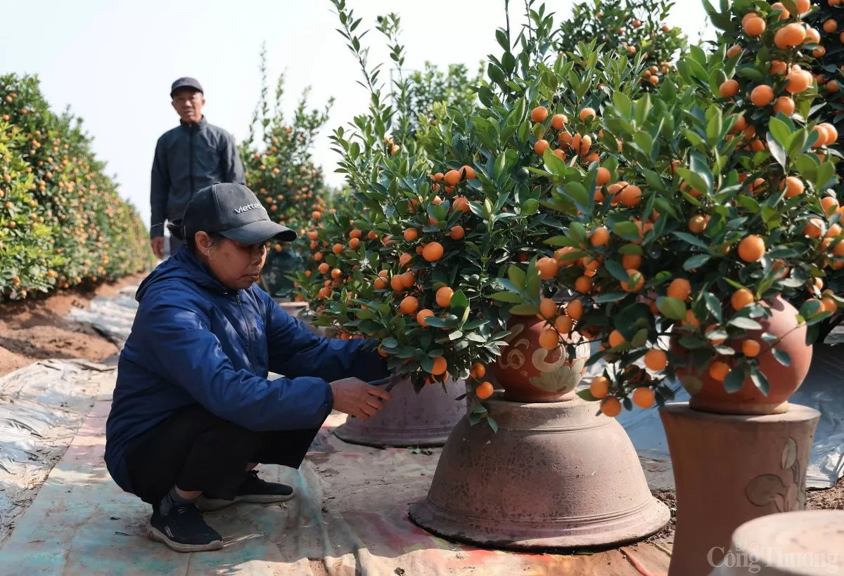 Chùm ảnh: Quất Tứ Liên vàng óng đón Tết