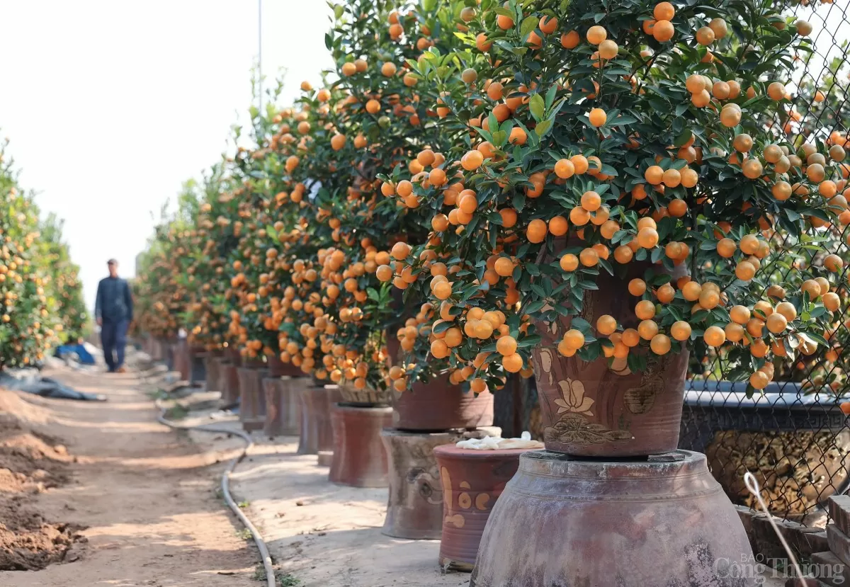 Chùm ảnh: Quất Tứ Liên vàng óng đón Tết