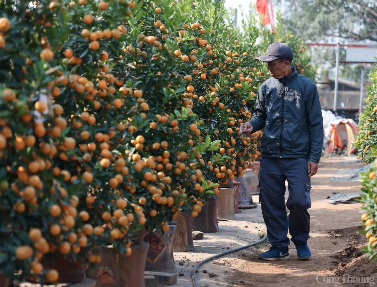 Chùm ảnh: Quất Tứ Liên vàng óng đón Tết