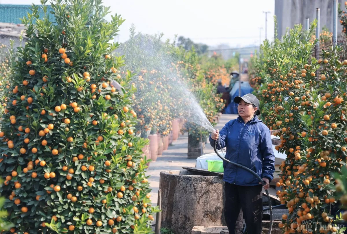 Chùm ảnh: Quất Tứ Liên vàng óng đón Tết