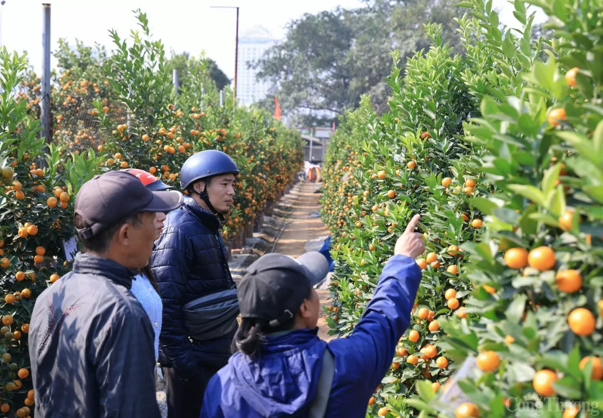 Chùm ảnh: Quất Tứ Liên vàng óng đón Tết