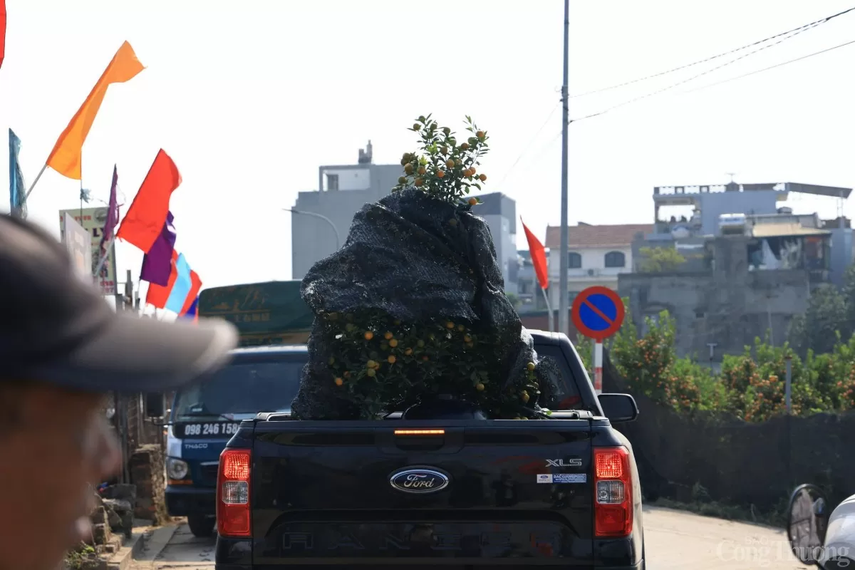 Chùm ảnh: Quất Tứ Liên vàng óng đón Tết