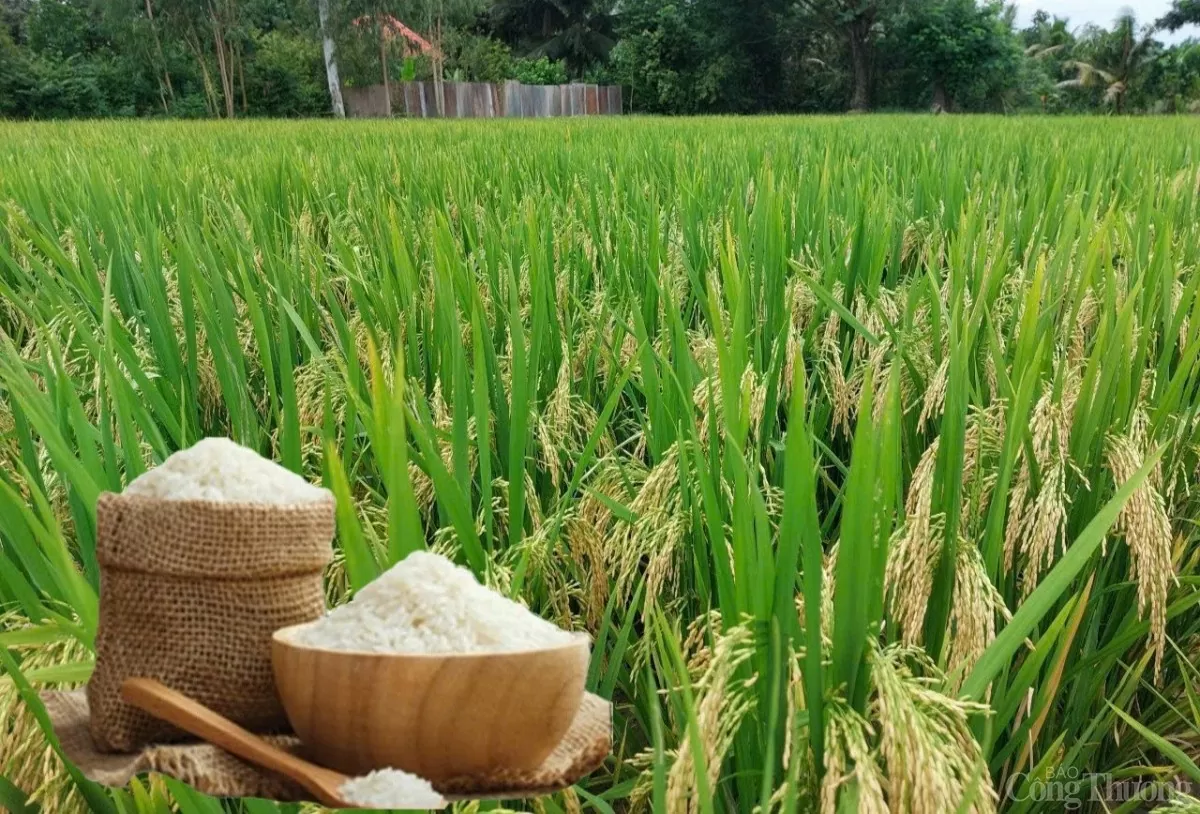 lua-gao-88-thanh-minh20250120095100 Giá lúa gạo hôm nay ngày 24/1: Lúa gạo ít biến động