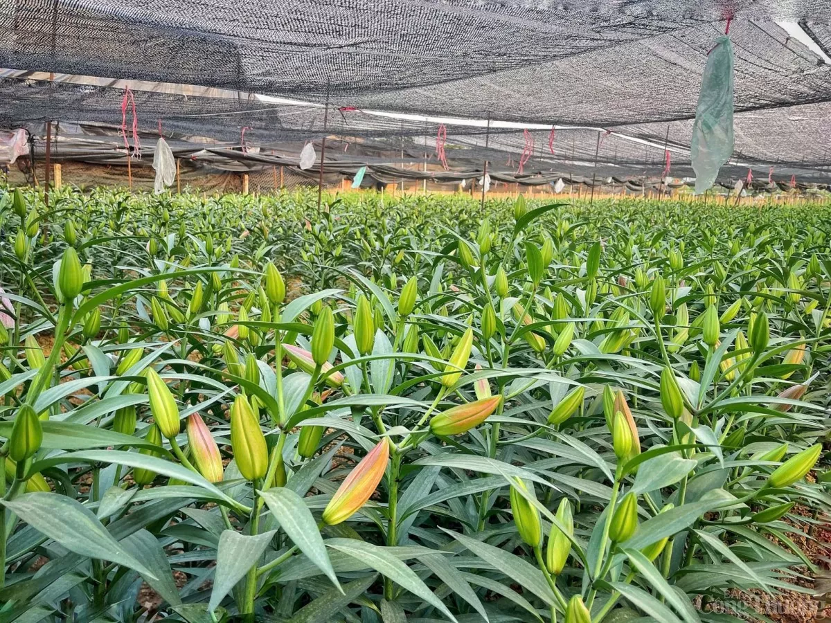 Làng hoa Tây Tựu 'cháy hàng' dịp cận Tết