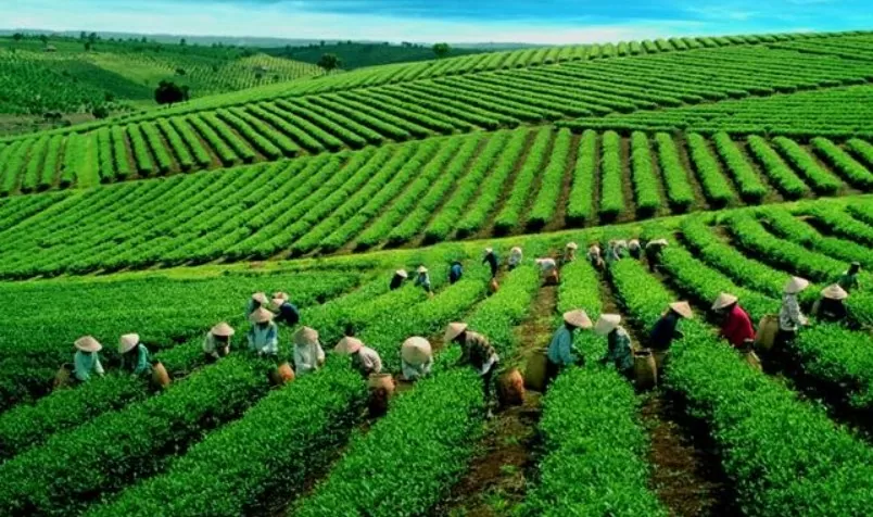 Xuất khẩu chè sang Trung Quốc tăng về sản lượng