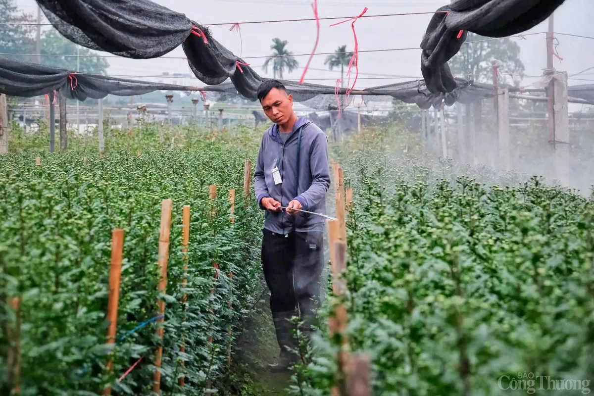 Làng hoa Tây Tựu 'cháy hàng' dịp cận Tết